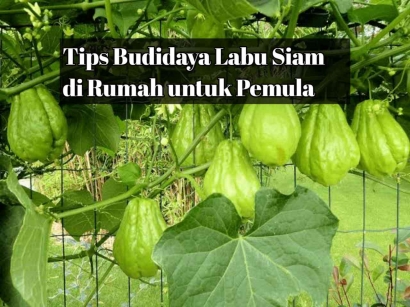 Tips Budidaya Labu Siam di Rumah untuk Pemula