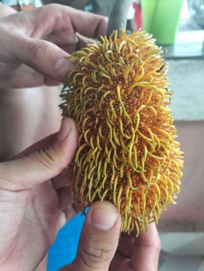 Keunikan Buah Tero Asli Sulawesi