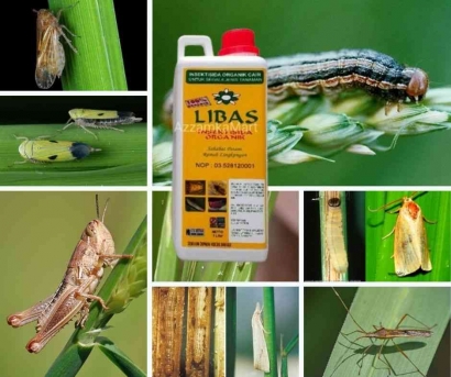 Terobosan Terbaru dalam Pertanian: Mengusir Hama pada Padi dengan Insektisida Organik LIBAS