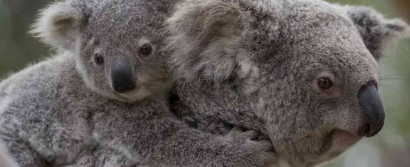 Black August Sejarah Kelam Pembantaian Koala Australia
