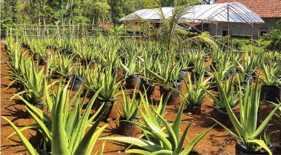 Pembuatan Produk dari Aloe Vera oleh Kelompok Wanita Tani Lestari Tambakrejo dan Kunjungan ke BRIN Playen, Gunung Kidul