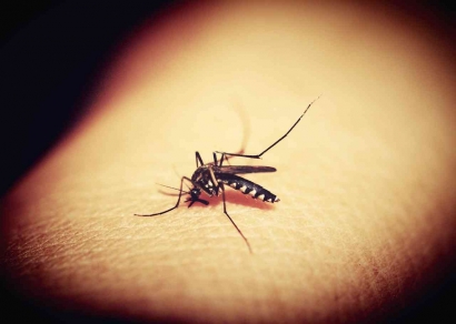 Alasan Nyamuk Tidak Menyukai Darah yang Tercecer