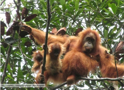 Keadaan Orangutan Sumatera atau Pongotapanuliensis Now