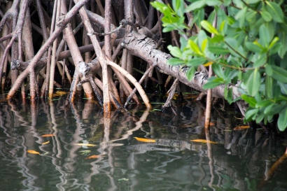 Peranku dalam Lingkungan Sustainability : Mengikuti Komunitas Mangrove
