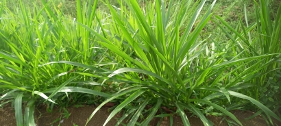 5 Jenis Rumput yang di Rekomendasikan sebagai Rumput Penguat Teras