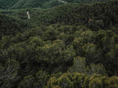 Dampak Deforestasi di Hutan Sumatera Barat, Ancaman Keanekaragaman Hayati dan Kesejahteraan Masyarakat