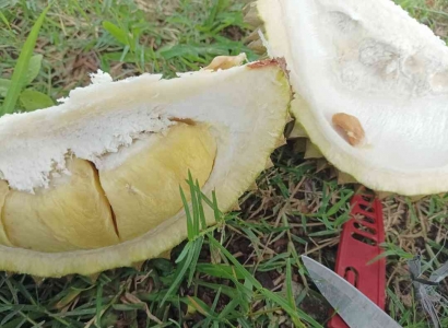 Rahasia Asyik Makan Durian di Pinggir Sawah