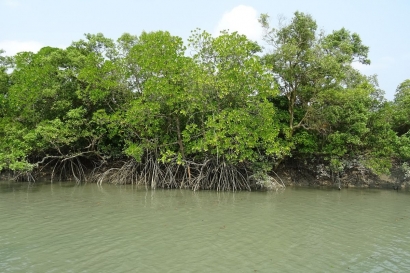 Eksplorasi Kawasan Ekowisata Mangrove, Benteng Pertahanan Terakhir Jakarta