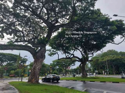 Bahkan, "Sekedar" Taman, Singapore Membangun Kualitas Kesejahtraan Warganya