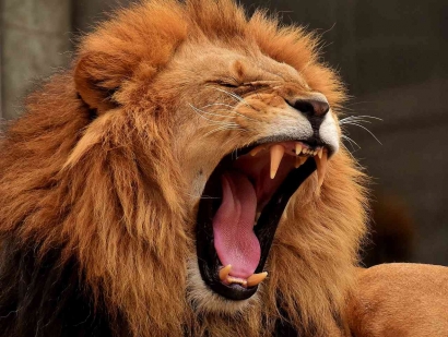 Belajar Sirkus: Mengajari Teman Memasukkan Kepalanya ke Mulut Singa
