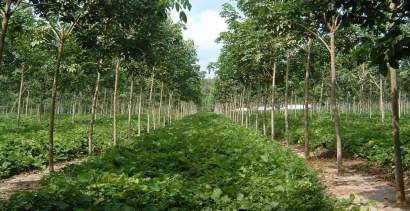 Penerapan Pertanian Berkelanjutan di Daerah Kota Semarang