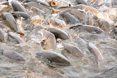 Tips Sukses Supaya Ikan Nila Cepat Beranak