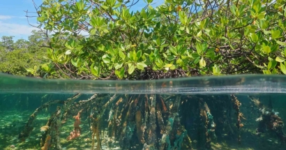 Peran Vital Ekosistem Mangrove dalam Melindungi Biodiversitas dan Menghadapi Perubahan Iklim