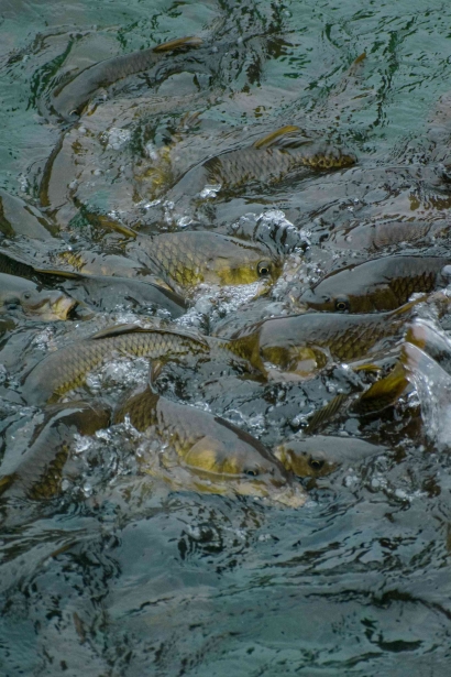 Langkah Sukses Budidaya Ikan Nila Kolam Tanah