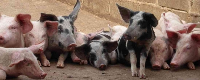 Virus ASF Bunuh Ribuan Babi di Papua Tengah, Jadi Isu Global?