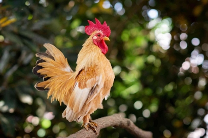 Cerpen || Ayam Jantan dan Burung Elang