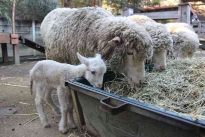 Cara Ternak Domba Merino, Domba Penghasil Wool