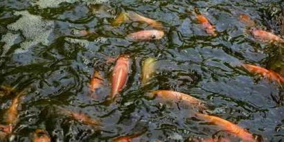 Strategi Jitu Percepat Pertumbuhan Ikan Nila di Kolam Terpal