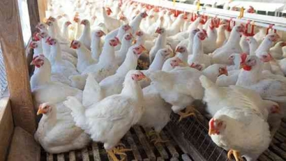 Pakan Ternak Ayam, Peluang Bisnis yang Menjanjikan