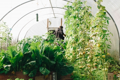 Menuju Kebun Sehat: Alternatif Pengendalian Hama Tanpa Pestisida