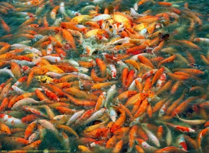 Tips Merawat Ikan Nila di Kolam Beton, Cocok Buat Kamu yang Ingin Mencoba!