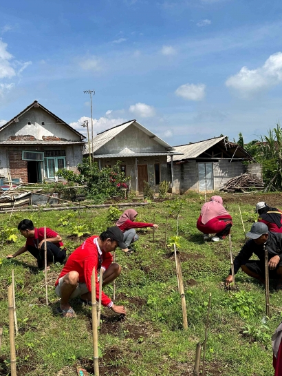 Strategi Pembibitan Inovatif untuk Revitalisasi Kebun Buah Tin oleh Mahasiswa KKN-P Kelompok 20 Universitas Muhammadiyah Sidoarjo