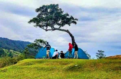 Kisah Pohon Jomlo di Bukit Beta Kaldera Toba