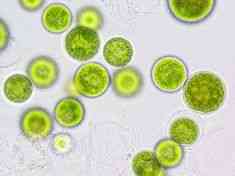 Berbagai Potensi dan Manfaat Pigmen Mikroalgae Laut