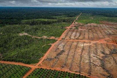Darah di Balik Keuntungan: Keterlibatan Sektor Keuangan dalam Deforestasi di Asia Tenggara