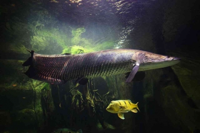 Ikan Invasif Bukan untuk Dilepas ke Alam, Kenali Pidana dan Bahayanya bagi Lingkungan!