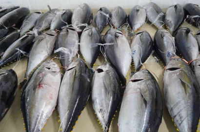 Fair Trade dan Digital Traceability: Ekspor Ikan Tuna Indonesia di Pasar Global