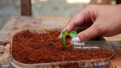 Peluang Usaha Cocopeat, Inovasi Berkelanjutan dari Limbah Pertanian