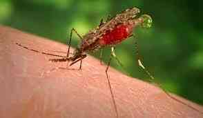Peneliti Vermont: Pengundulan Hutan Picu Perluasan Malaria