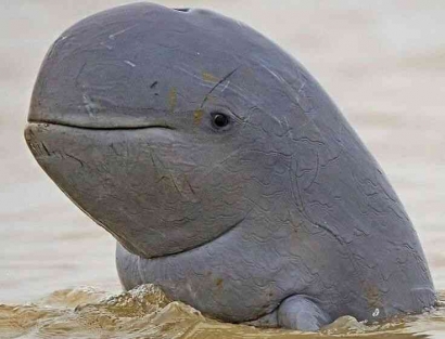 Miris! Pesut Mahakam Satu-satunya Lumba-lumba Air tawar yang Sangat Terancam Punah
