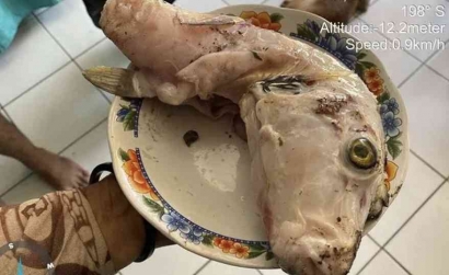 Tragedi Keracunan Ikan Buntal: Pelajaran Berharga tentang Bahaya yang Mengintai di Meja Makan