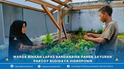 Warga Binaan Lapas Bandanaira Panen Sayuran Pakcoy Budidaya Hidroponik