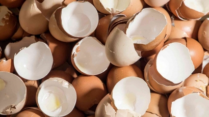 Cangkang Telur Sering Dianggap sebagai Limbah Tidak Berguna, Padahal Memiliki Berbagai Nilai Guna