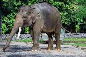 Kepunahan Gajah Sumatra Diakibatkan Deforestasi yang Meningkat