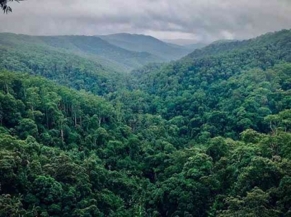 Dampak Deforestasi Akan Keberlangsungan Hidup Gorila Gunung
