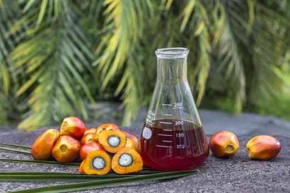 Crude Palm Olein: The Heartbeat of Global Industry