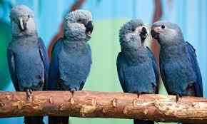 Punahnya Spixs Macaw akibat Deforestasi