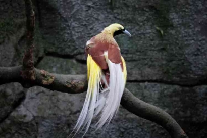 Memelihara Keindahan Alam: Upaya Pelestarian Burung Cendrawasih