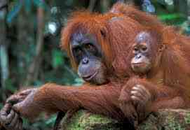 Orang Utan Si Primata Terpintar yang Terancam Punah