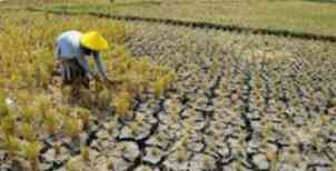 Membangun Pertanian Berkelanjutan di Tengah Krisis Iklim dan Kelangkaan Air