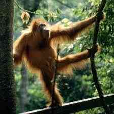 Mengungkap Keunikan dan Tantangan dalam Konservasi Orangutan Sumatera