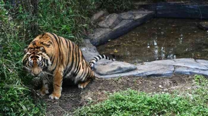 Harimau Sumatera, Predator yang Hampir Punah