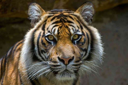 Harimau Jawa: Perjuangan Melawan Kepunahan