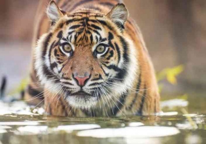 4 Hewan Endemik Indonesia yang Terancam Punah Akibat Deforestasi Hutan