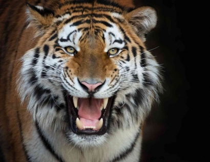 Harimau Sumatera Makan Manusia, Mengapa? 