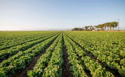Pertanian Organik Picu Penggunaan Pestisida di Pertanian Konvensional